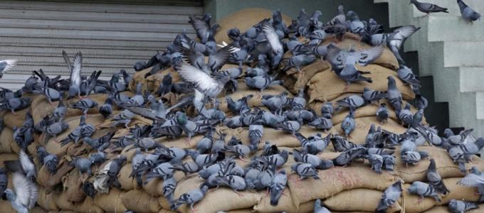 Бизнес-план разведения мясных голубей: необходимое оборудование и расчет затрат для старта
